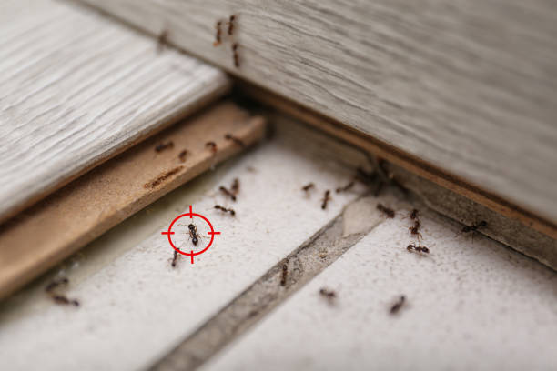 Insect Control in Balcones Heights, TX