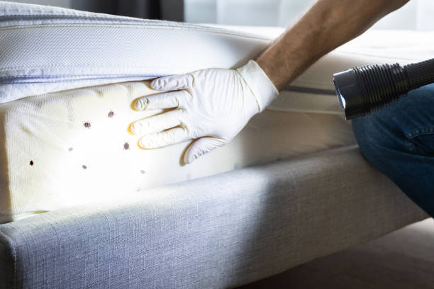 Best Best Pest Control Companies  in Balcones Heights, TX